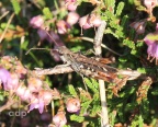 Mottled Grasshopper (Myrmeleotettix maculatus) Alan Prowse
